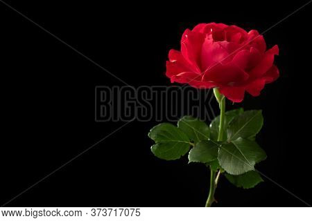 Red Rose Flower On The Black Background