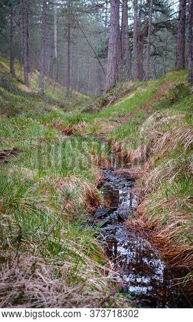 Nature Rainforest River Cascade. Stream In Forest Nature. Green Forest Stream. Nature. Stream. Natur