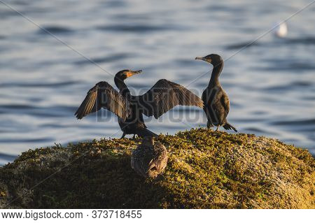 Cormorants At Mass Audubon's Nahant Thicket Wildlife Sanctuary
