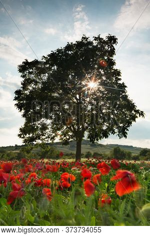 Sunflare through a lone tree in a poppy field in the hills of Tuscany in Italy