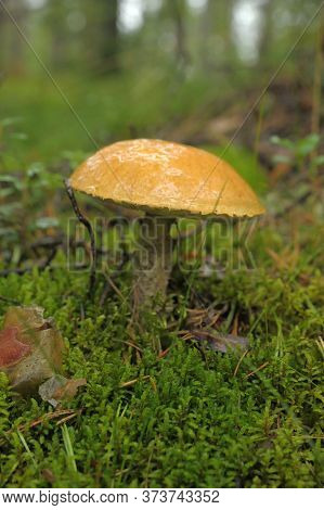 Leccinum In The Summer Among The Moss In The Forest
