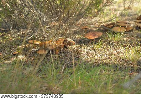 Four Suillus Bovinus  In The Summer  In The Forest