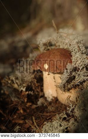 Edible Bolete Mushrooms In Autumn Forest. Boletus Edulis.