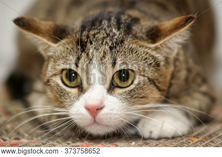 Frightened Tabby Cat