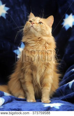 Fluffy Red Cat