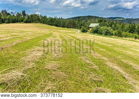 Hay Harvest On A Freshly Mown Meadow In Czech Republic. Drying Grass. Cattle Feed. Mowed Meadow.