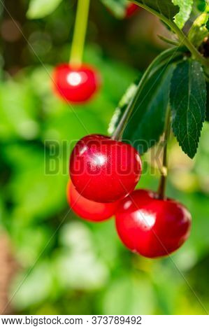 New Harvest Of Red Ripe Sour Kriek Cherry