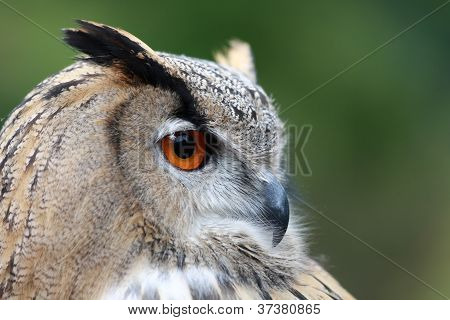 Bufo-real