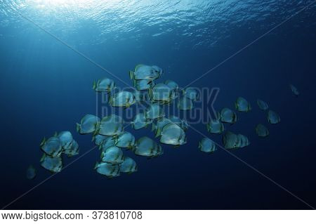 School Of Batfish In The Blue, Against Surface. Pulau Koon, Banda Islands, Indonesia