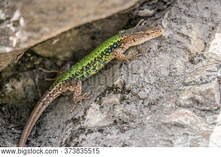 Green Lizard Crawling On A Stone Cliff. The European Green Lizard Lacerta Viridis Is A Large Lizard 