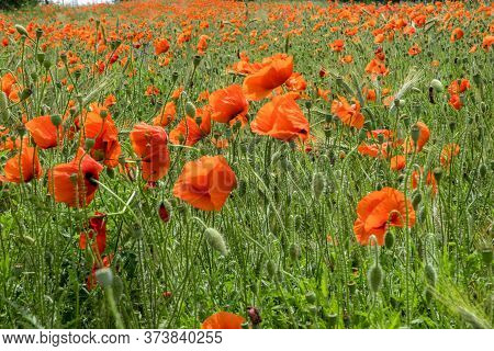 Huge Field Of Red Poppy Flowers