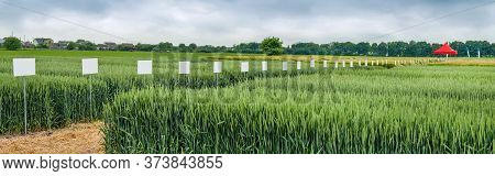 New Varieties Of Grain Crops With Pointers, Selection And Research Programs, Increased Yields, Stron