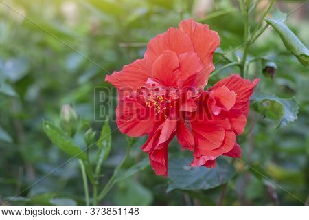 Red Hibiscus Flower, Chinese Rose Or Chaba Flower Bloom On Blur Nature Background.