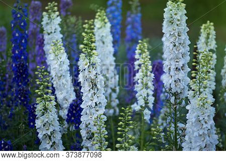 Delphinium Different Kind Assorted Colorful Flowers. Candle Larkspur Flowers Background Or Texture