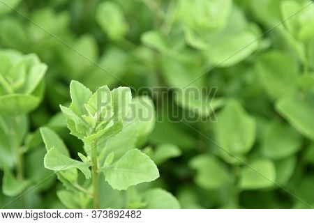 Pluchea Indica Or 