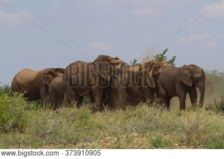Large Dusty Herd Of Elephants Walking Together Under A Blue Sky In Mapungubwe National Park South Af