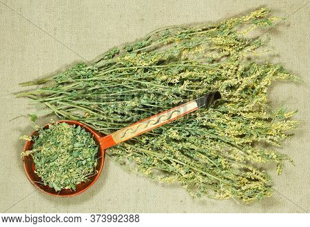 Melilot. Dry Herbs For Use In Alternative Medicine, Phytotherapy, Spa Or Herbal Cosmetics. Preparing