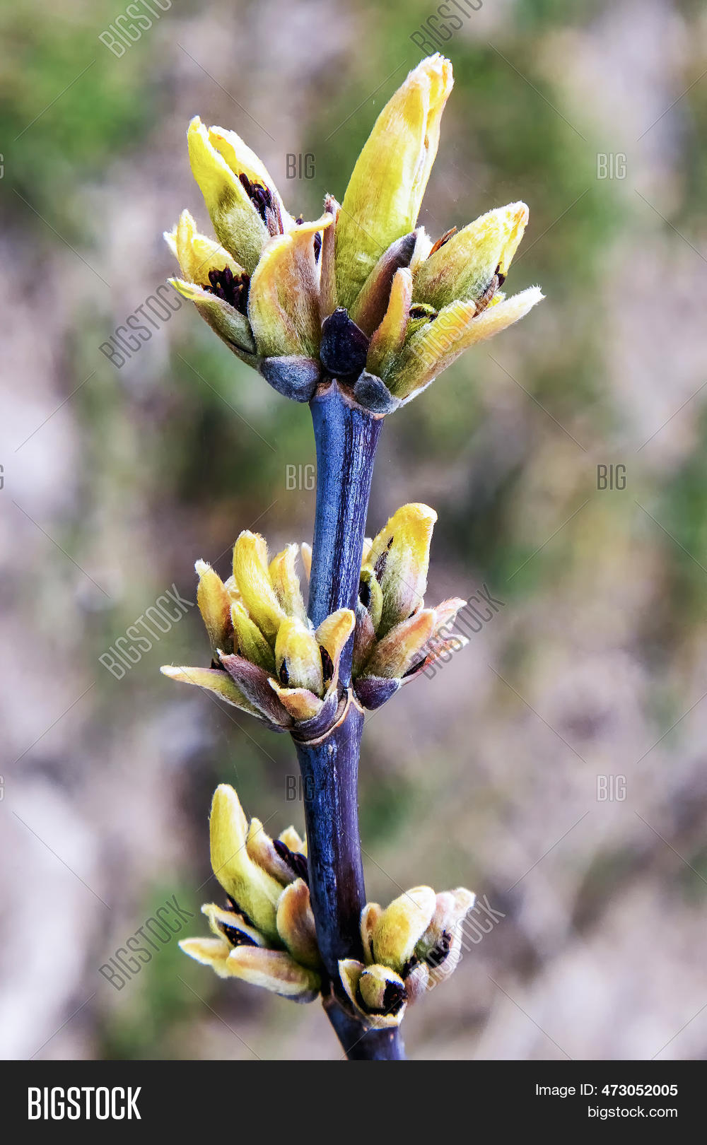 Magnolia Buds Image & Photo (Free Trial) | Bigstock