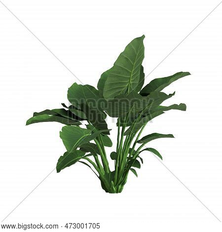 3d Illustration Of Alocasia Odora Isolated On White Background