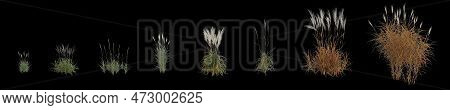 3d Illustration Of Set Miscanthus Purpurascens Grass Isolated On Black Background, Human Eye Angle