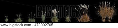 3d Illustration Of Set Miscanthus Purpurascens Grass Isolated On Black Background