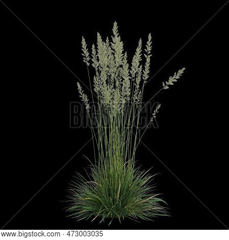 3d Illustration Of Koeleria Macrantha Bush Isolated On Black Background