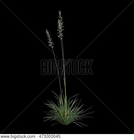3d Illustration Of Koeleria Macrantha Bush Isolated On Black Background