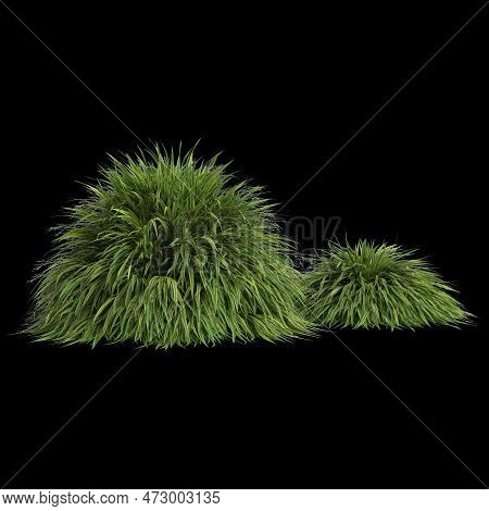 3d Illustration Of Hakonechloa Macra Bush Isolated On Black Background