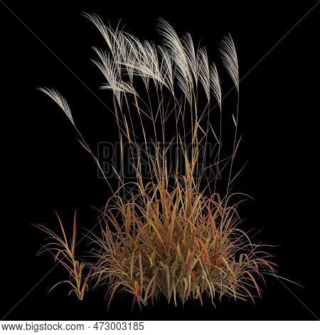 3d Illustration Of Miscanthus Purpurascens Bush Isolated On Black Background