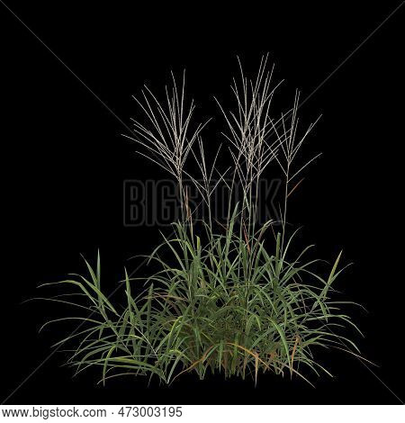 3d Illustration Of Miscanthus Purpurascens Bush Isolated On Black Background