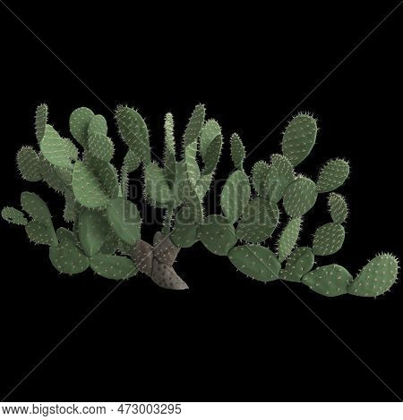 3d Illustration Of Opuntia Ficus Indica Bush Isolated On Black Background