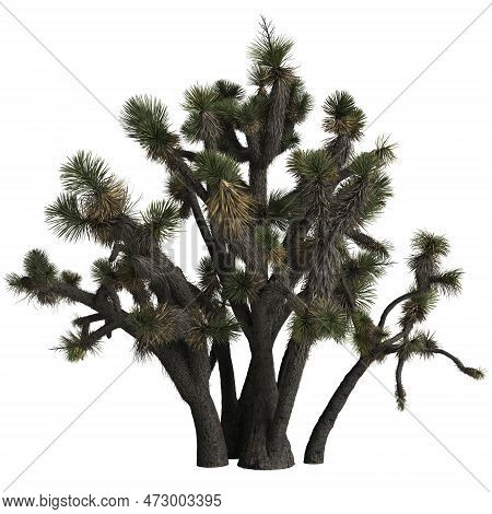 3d Illustration Of Yucca Decipiens Isolated On White Background