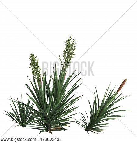 3d Illustration Of Yucca Flaccida Isolated On Black Background