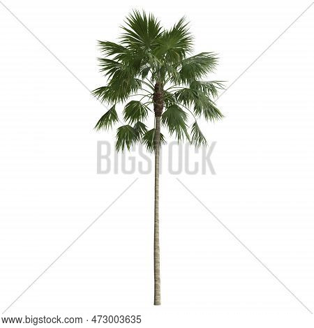 3D Illustration Of Saribus Rotundifolius Palm Isolated On White Background