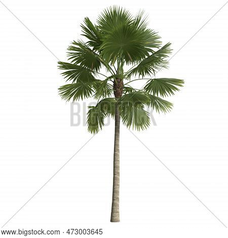 3D Illustration Of Saribus Rotundifolius Palm Isolated On White Background