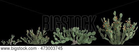 3d Illustration Of Set Opuntia Ficus Indica Bush Isolated On Black Background