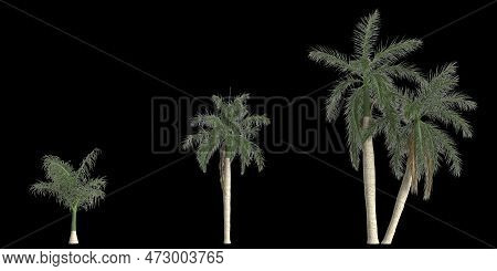 3d Illustration Of Set Roystonea Regia Palm Isolated On Black Background