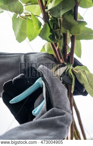 Rose Pruning Of Large Thorns. Close-up Hands In Protective Gloves Prune A Rose Bush With Large Thorn
