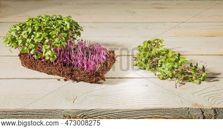 Growing Microgreens At Home. Block Of Cabage Sprouts And Cut Greens On A Wooden Background. Rustic S