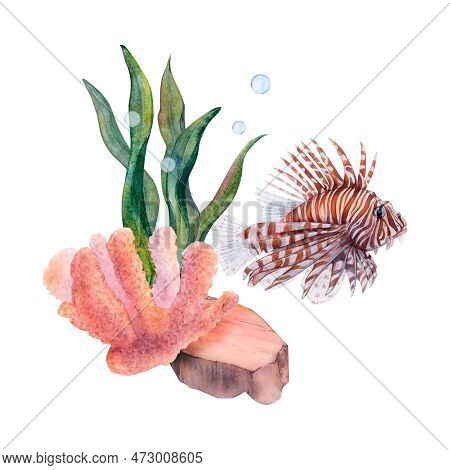 Watercolor Drawing Set Of Coral, Ribbon Algae, Bottom Stone And A Lionfish On White Background. Unde