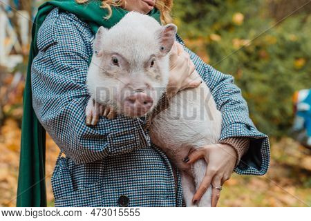 The Girl In Her Arms Holds A White Mini-pig