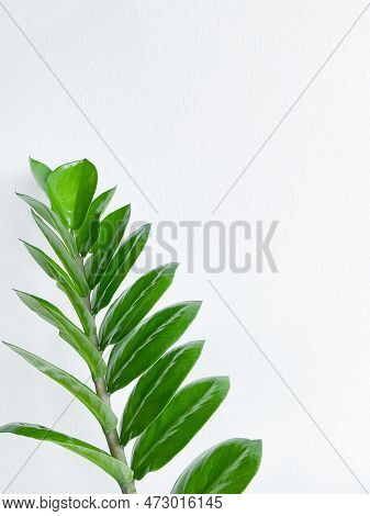 Zamioculcas Zamifolia Dollar Tree. On White. Close