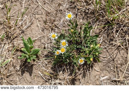 German Chamomile Or May-weed In The Garden.