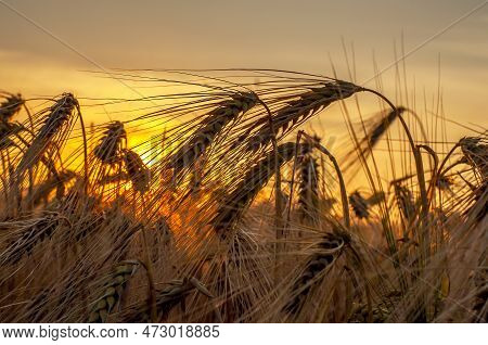 Ripe Ears Of Barley Against The Backdrop Of The Setting Sun. Ingathering. High Quality Photo