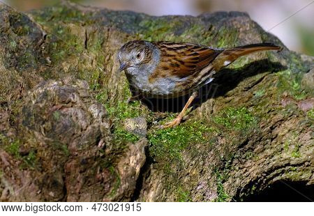 The Dunnock Is A Small Passerine, Or Perching Bird, Found Throughout Temperate Europe And Into Asian