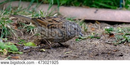 The Dunnock Is A Small Passerine, Or Perching Bird, Found Throughout Temperate Europe And Into Asian