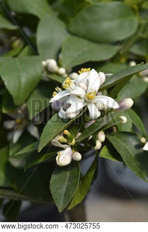 Meyer Lemon White Flowers In The Spring
