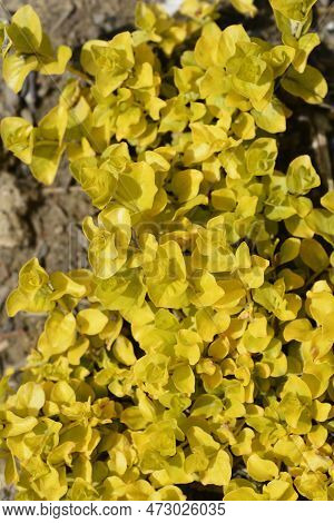 Golden Creeping Jenny Leaves In The Garden