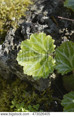 Creeping Saxifrage Leaves In The Garden In Spring