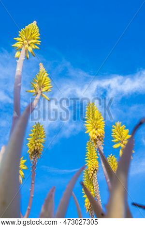 Vertical Low Angle Field Shot Of Yellow Aloe Vera Flowers In Spring